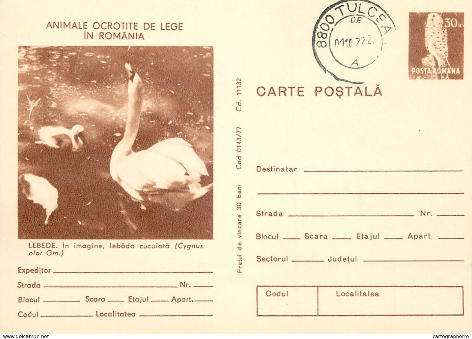 Postal Stationery Postcard Romania Swan Cygnus Olor - Rumania