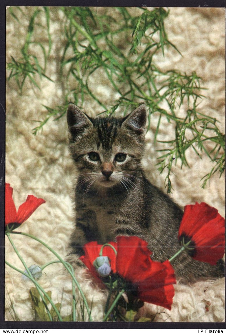 Postcard - Circa 1980 - Cats - Little Cat With Red Flowers - Gatos