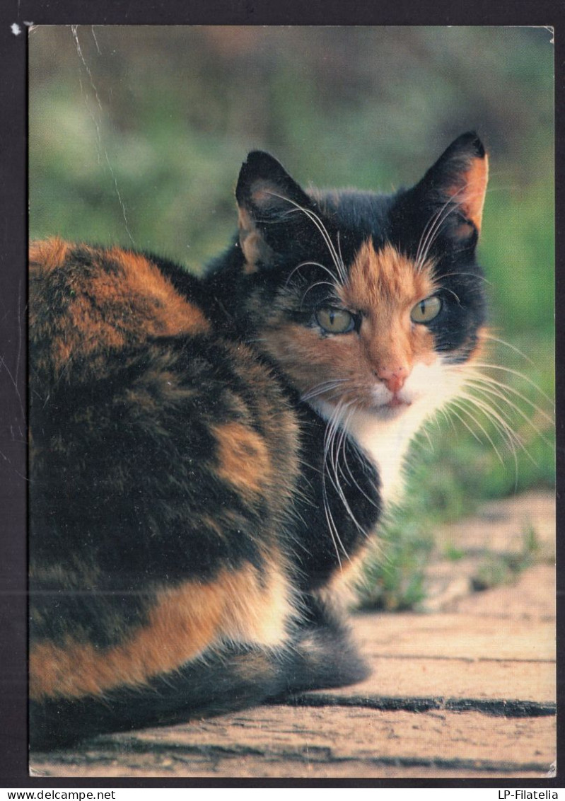 Postcard - Circa 1980 - Cats - Cat With Color Spots - Cats