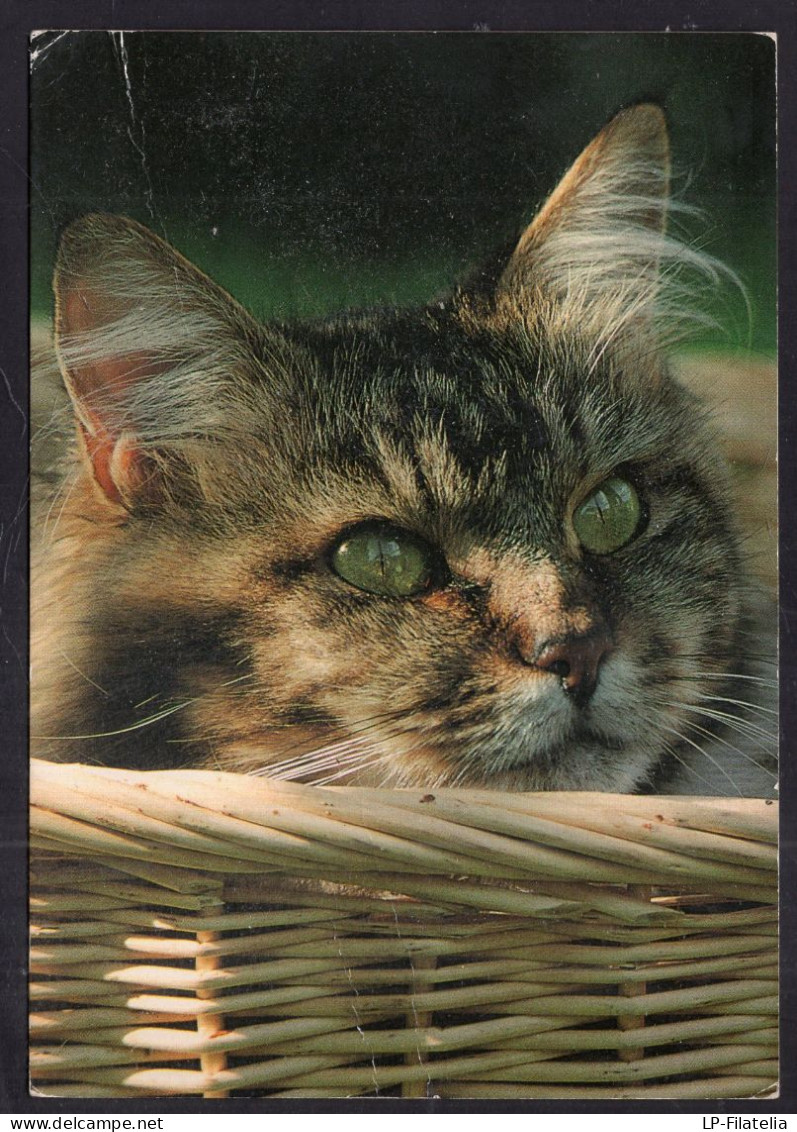 Postcard - Circa 1980 - Cats - Cat In A Wicker Basket - Gatos
