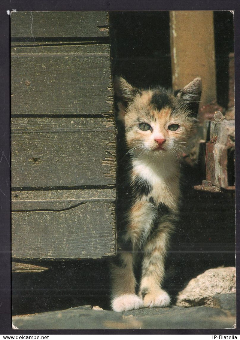 Postcard - Circa 1980 - Cats - Cat Peeking Out - Gatos