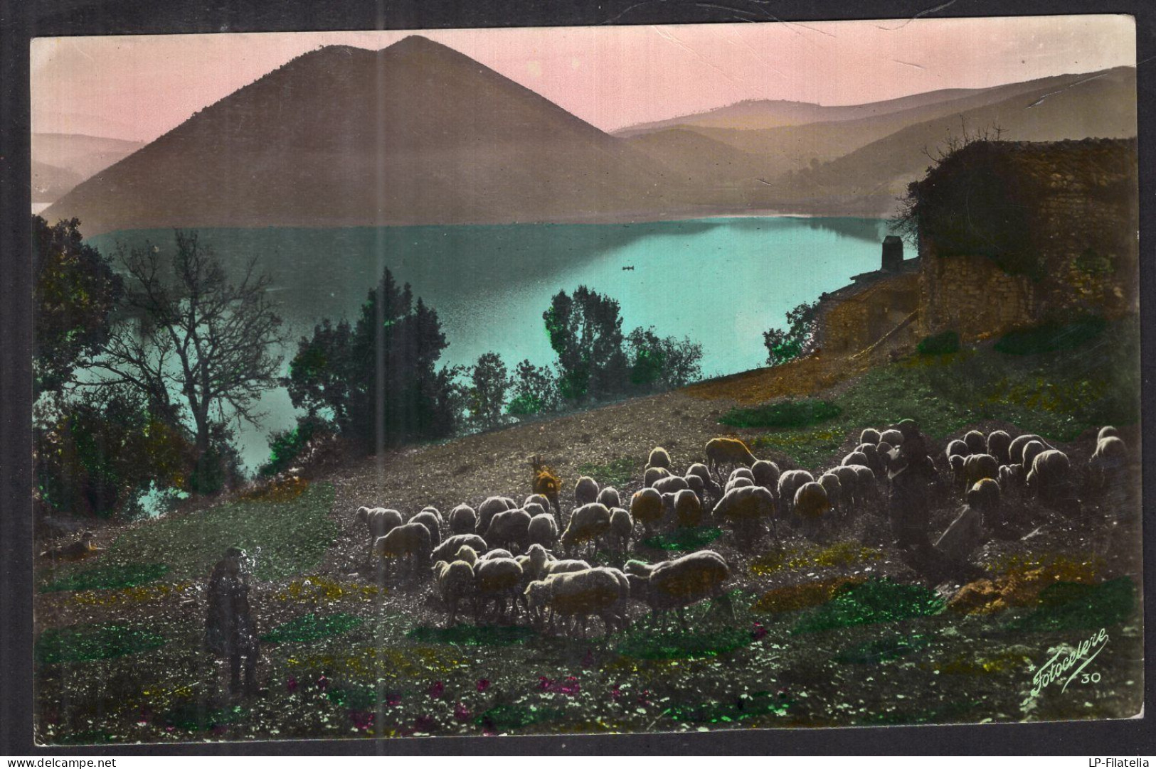 Postcard - Circa 1920 - Colorized - Group Of Sheep Next To A River - Other & Unclassified