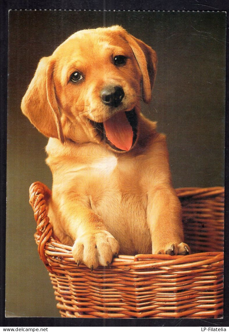 Postcard - Circa 1980 - Dogs - Golden Labrador Puppy In A Basket - Chiens