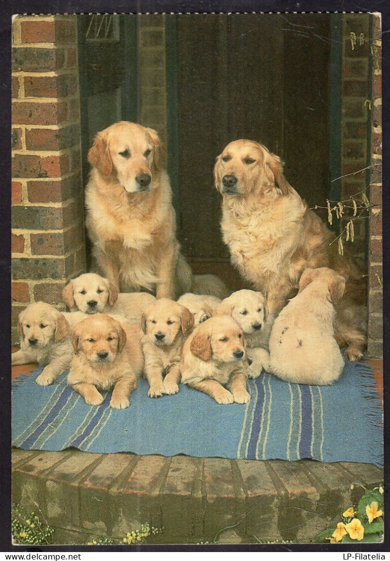 Postcard - Circa 1980 - Dogs - Group Of Golden Retrievers - Chiens