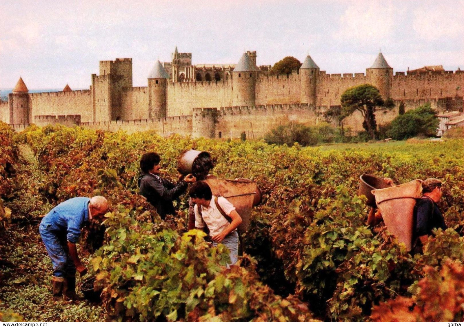 *CPM - 11 - CARCASSONNE - Vendanges - Au Fond La Cité Médiévale - Carcassonne