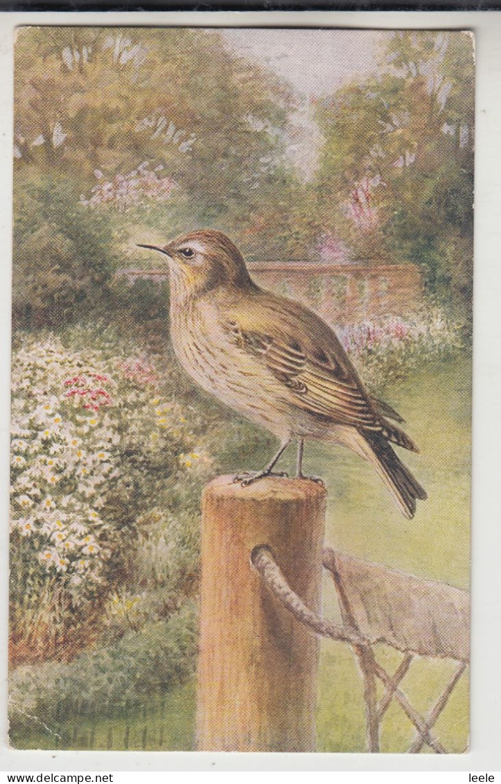 A22. Vintage Postcard. Birds. Flycatcher. - Oiseaux