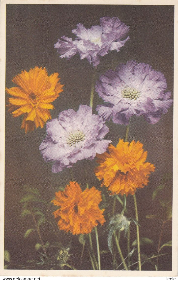 A29.Vintage Valentines Postcard.Scabious And Coreopsis. - Flores