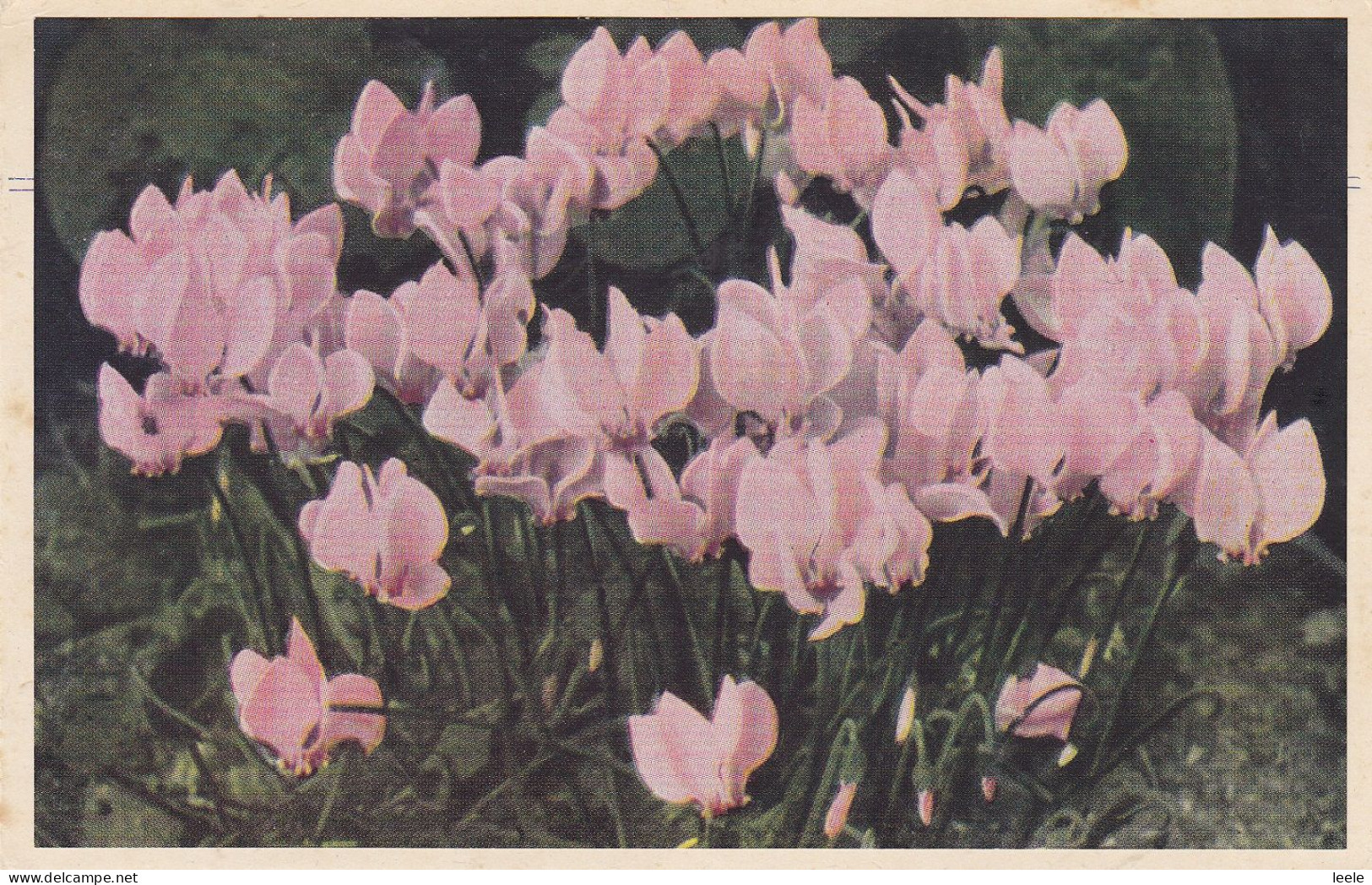 A31.Vintage Postcard. Pink Cyclamens. - Flowers