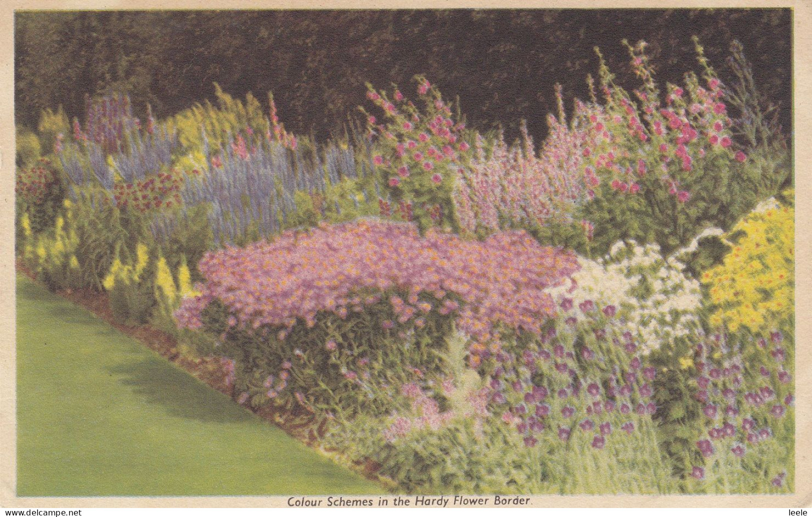 A27.Vintage Postcard.Colour Schemes Hardy Flower Border. - Flowers