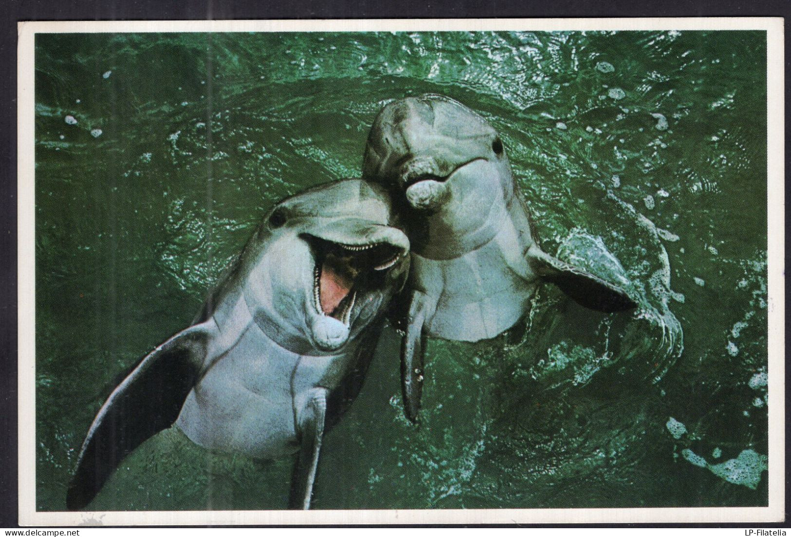 Postcard - Circa 1980 - Two Bottlenose Dolphins - Delfines