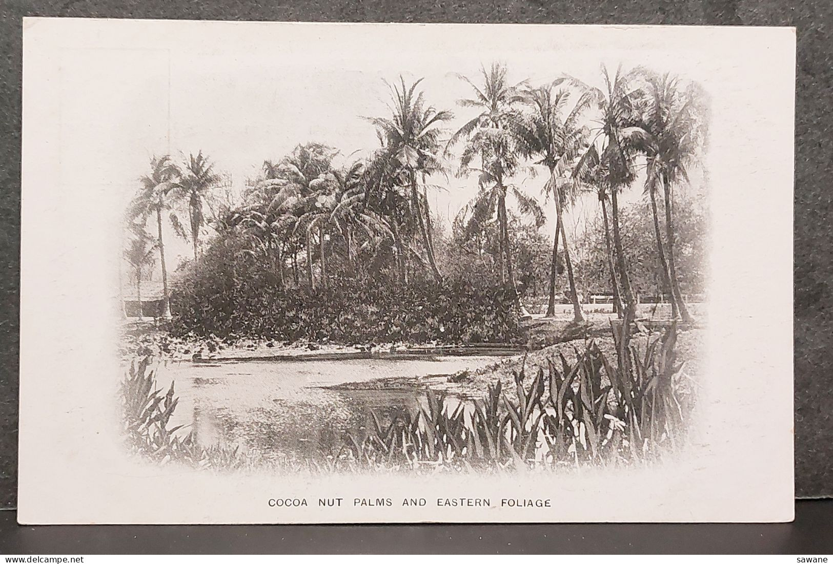 COCOA NUT PALMS AND EASTERN FOLIAGE , LOT 186 - Otros & Sin Clasificación