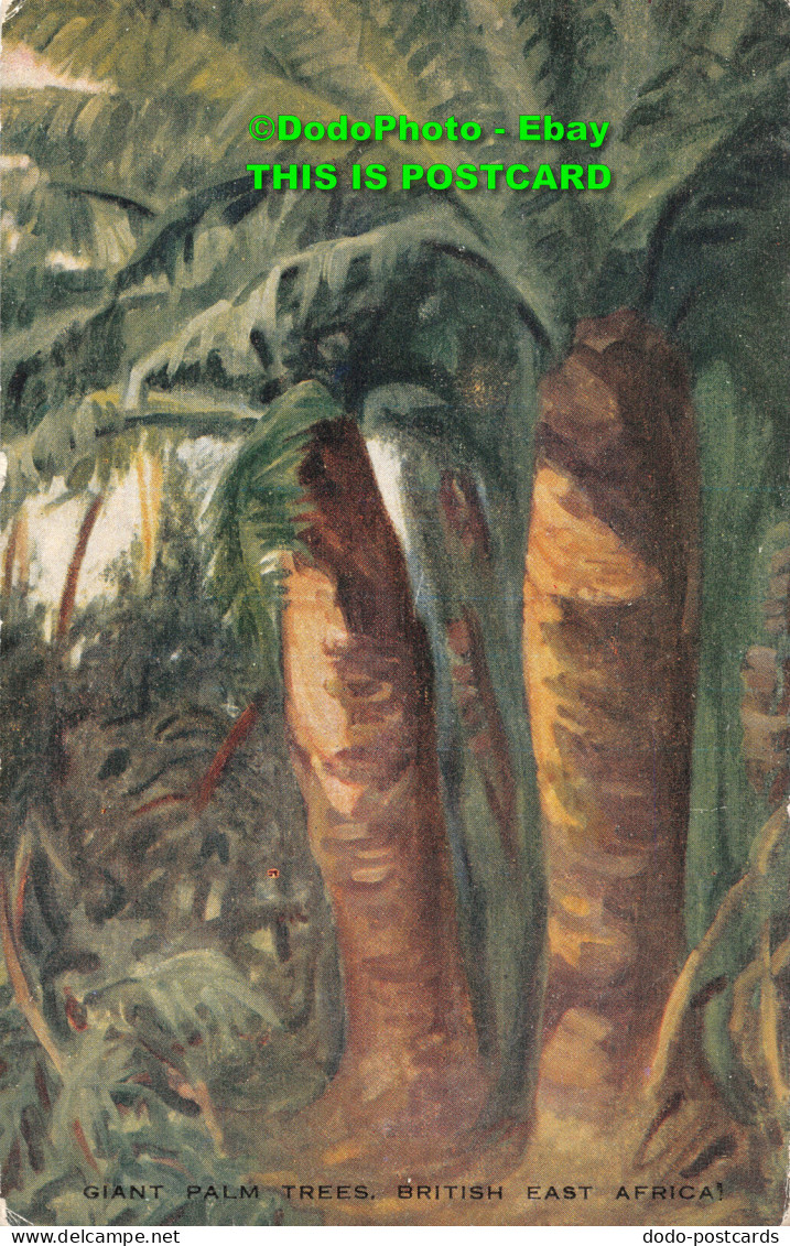 R430796 Giant Palm Trees. British East Africa. Miss A. V. Hammond. Valentine. No - Mundo