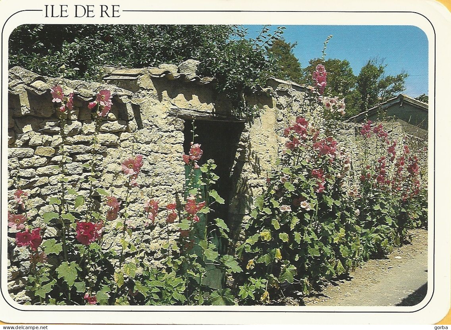 *CPM - 17 - ILE DE RE - LA COUARDE SUR MER - Ruelle Fleurie - Ile De Ré