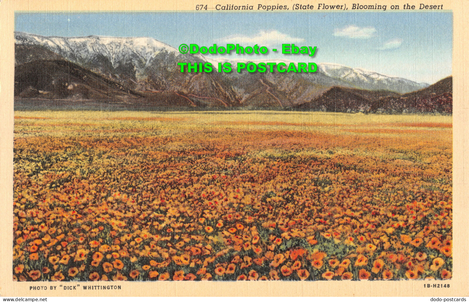 R430539 674. California Poppies. State Flower. Blooming On The Desert. Dick Whit - Mundo