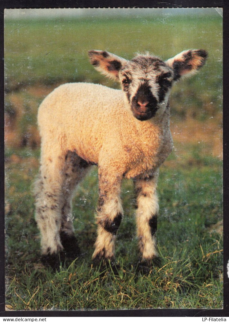 Postcard - Circa 1994 - A Little Lamb - Other & Unclassified