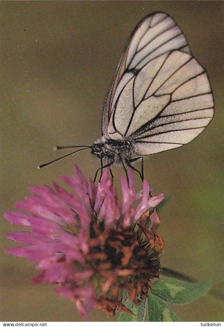 Papillon - Vlinder - Schmetterling - Farfalla - Borboleta - Mariposa - Aporia Crataegi - Mariposas