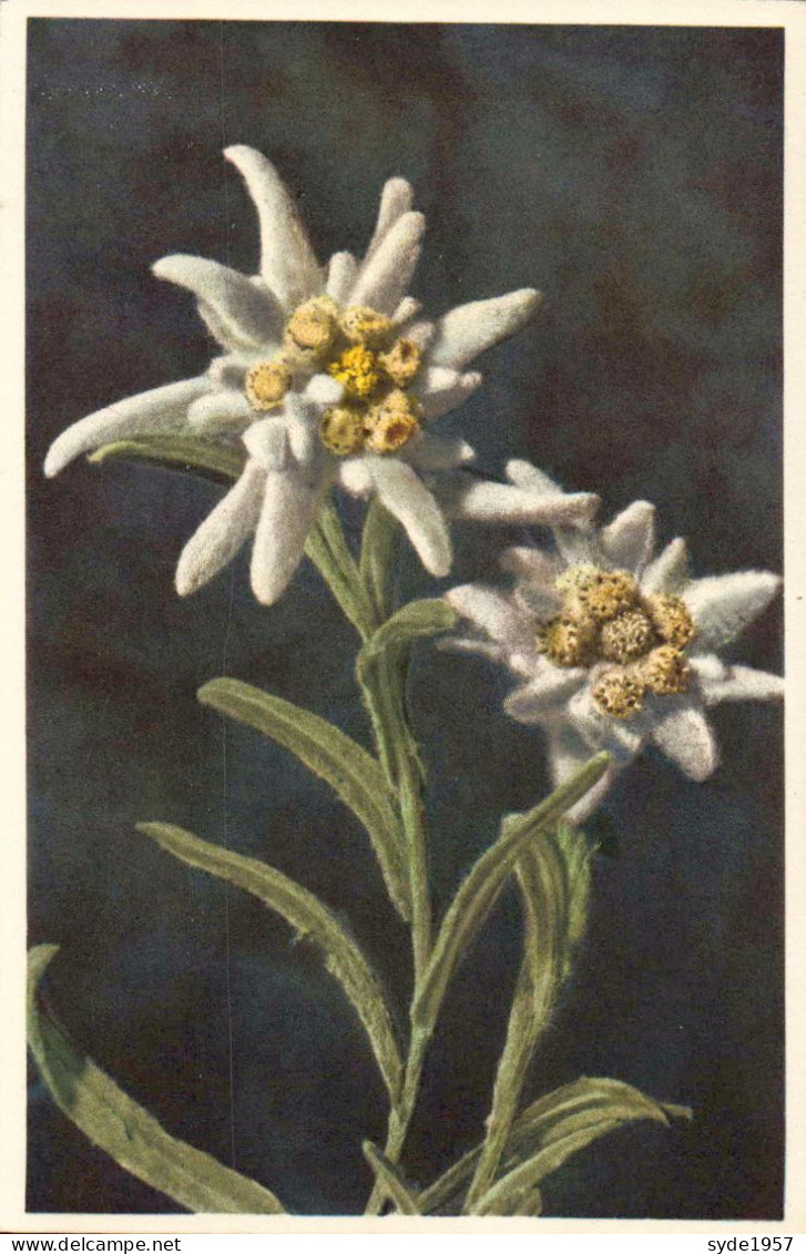 Edelweiss - étoile Des Glaciers - Fleurs