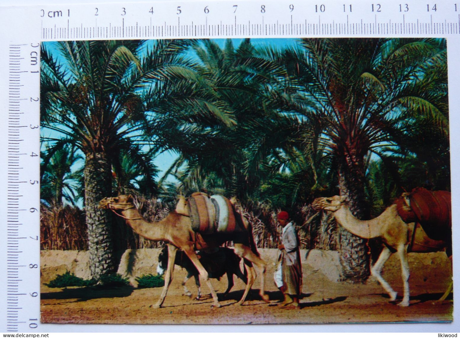 Tunisia, Tunisie - Scene De Palmeraie, Le Caravane - Tunesië