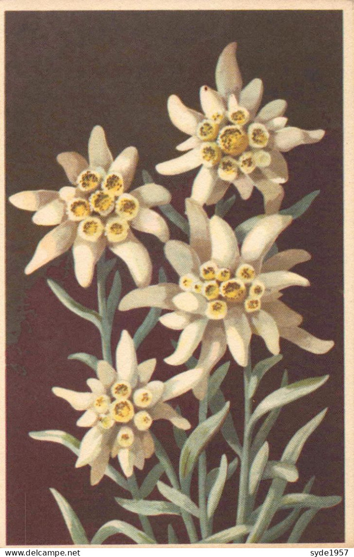 Edelweiss - étoile Des Glaciers - Fleurs