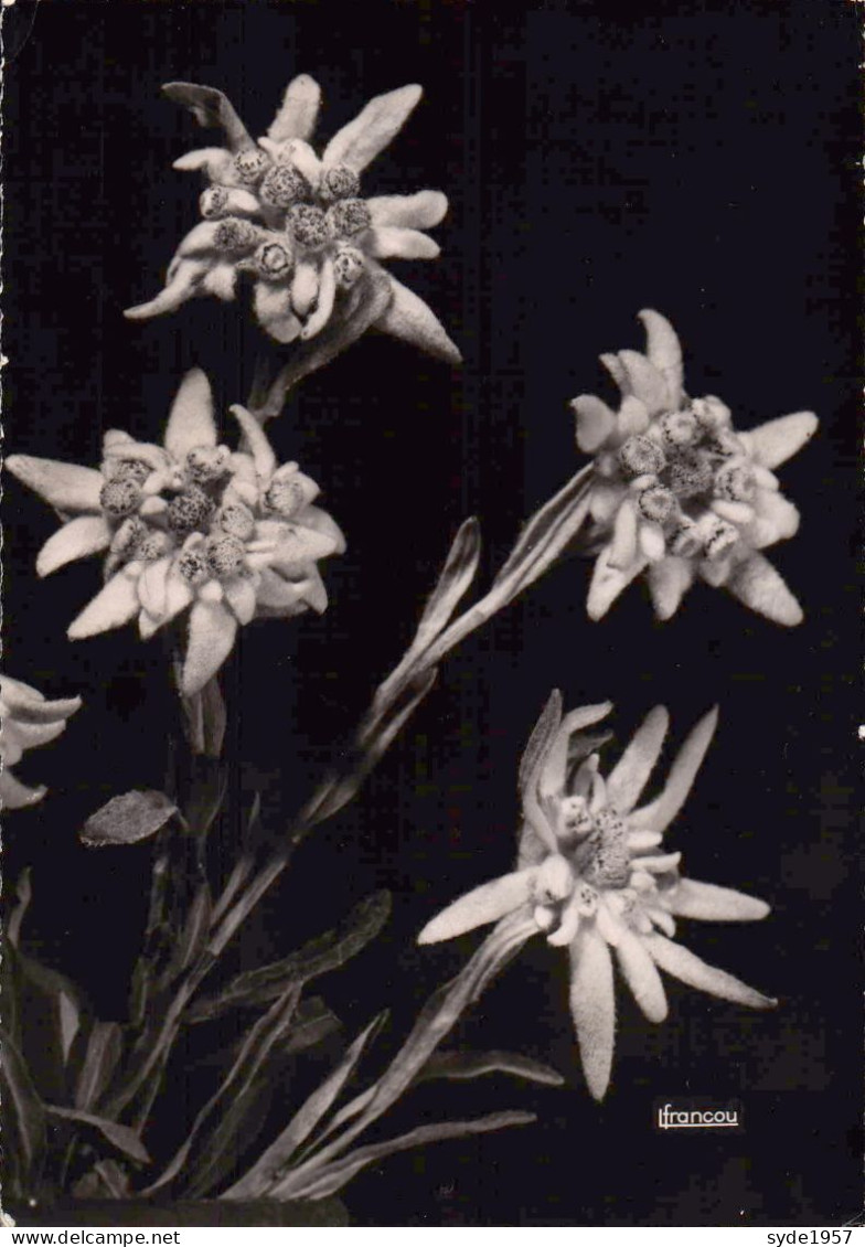 Edelweiss - Flores