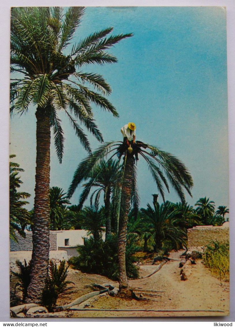 Tunisia, Tunisie - Tunisie De Toujours, Le Legmi - Tunisie