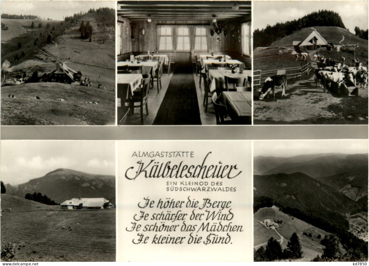 Münstertal - Almgaststätte Kälbelescheuer - Münstertal