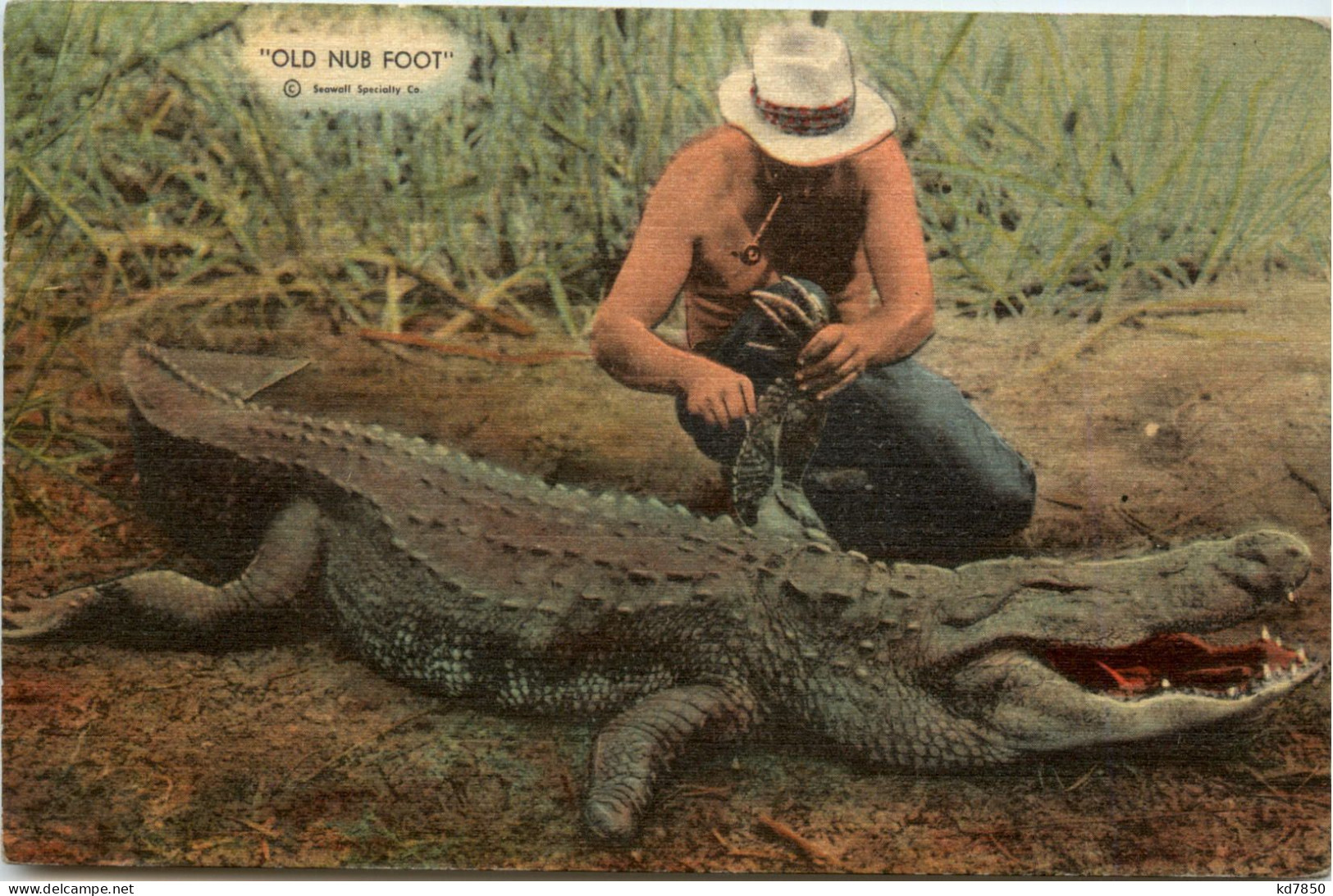 Crocodile - Other & Unclassified