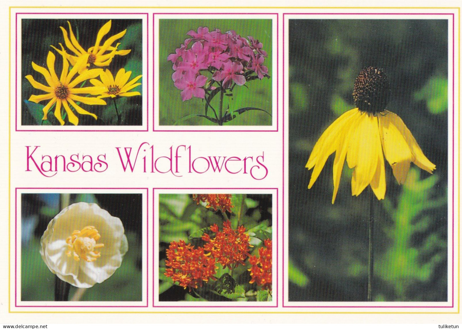 Kansas Wildflowers - Insectos