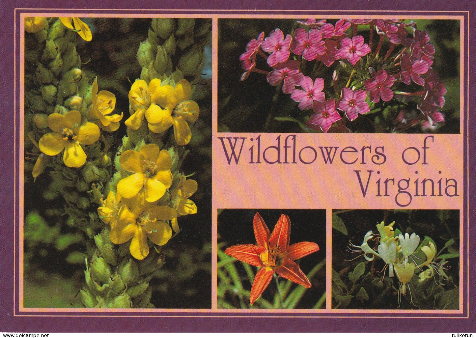 Wildflowers Of Virginia - Insectos