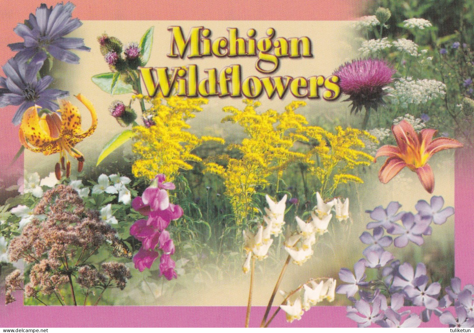 Michigan Wildflowers - Insectos