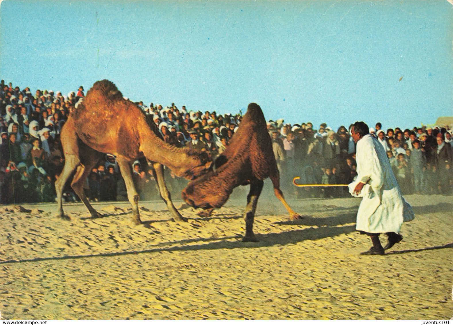 CPSM Sud Tunisien-Combat De Chameaux      L2863 - Tunesië