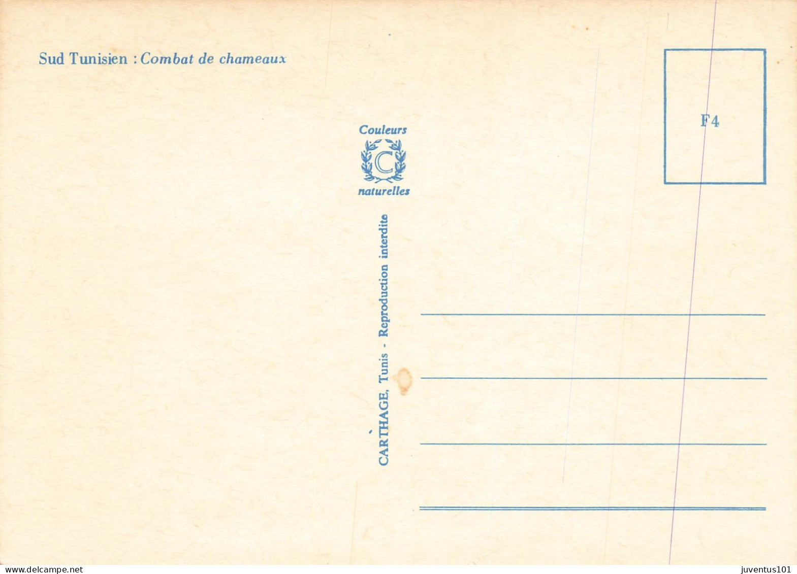 CPSM Sud Tunisien-Combat De Chameaux      L2863 - Tunisia