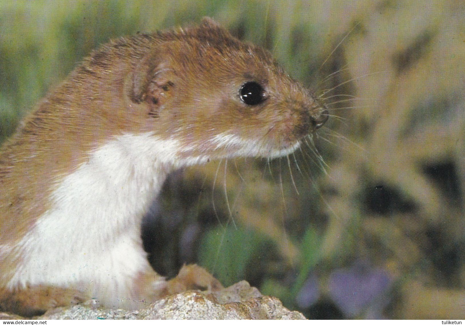 The Least Weasel - Little Weasel - Mauswiesel - Lumikko - Mustela Nivalis - Fauna - Faune - DJH - Autres & Non Classés