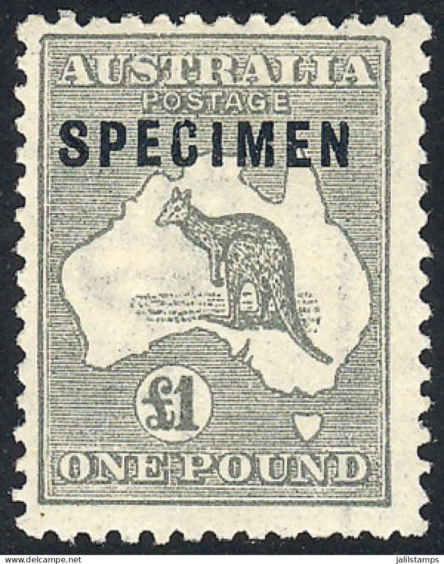 AUSTRALIA: Sc.57, 1924 Kangaroo 1£ Gray, With Watermark "narrow A And Crown", Perf 11½x12, SPECIMEN Overprint, Mint With - Sonstige & Ohne Zuordnung