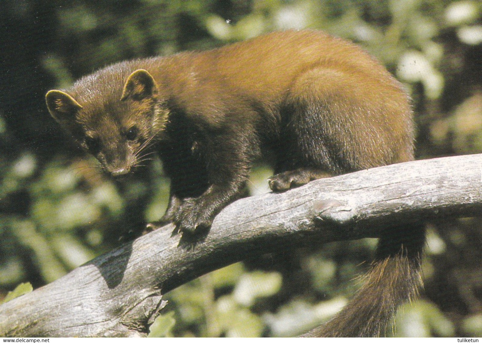 Näätä - Marten - Martre - Marter - Marder - Martora - Marta - DJH - Sonstige & Ohne Zuordnung