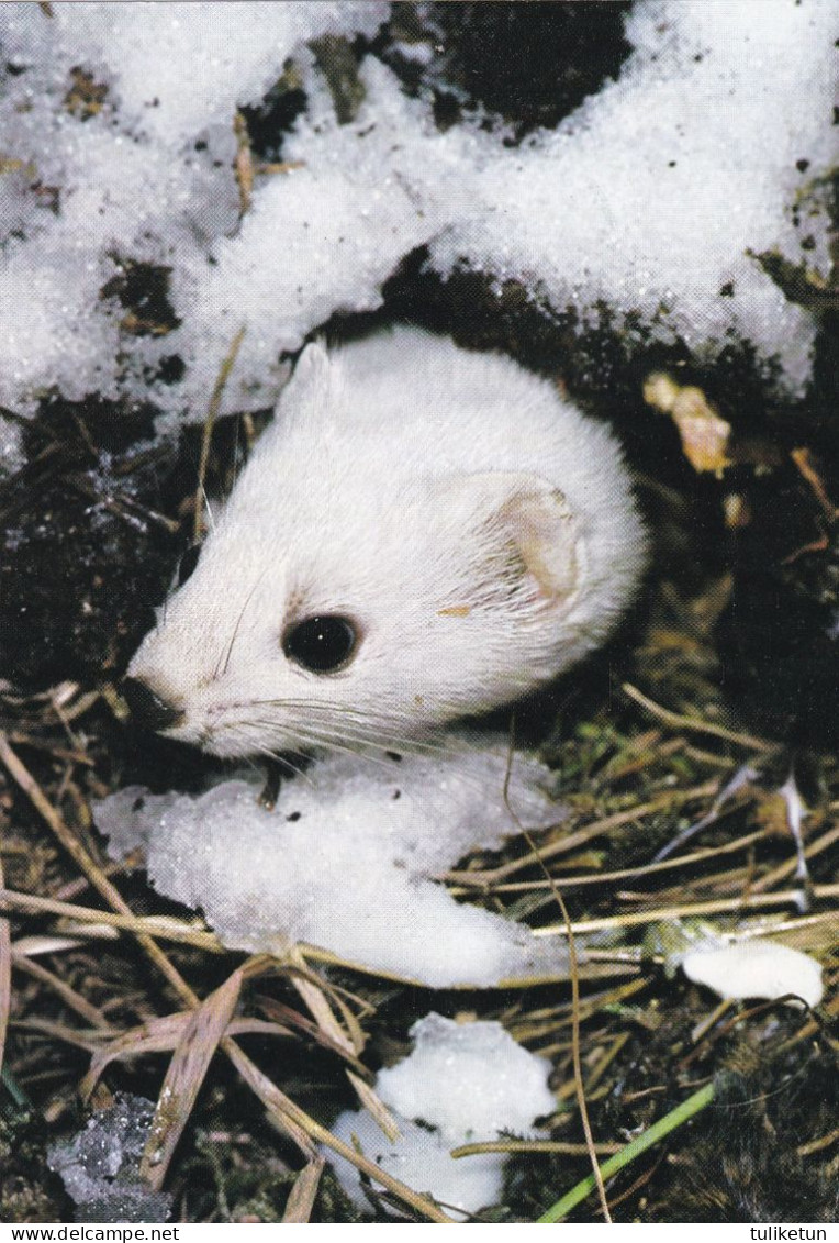 Ermine - Hermine - Hermelijn - Hermelin - Ermellino - Arminho - Armiño - Mustela Erminea - DJH - Sonstige & Ohne Zuordnung