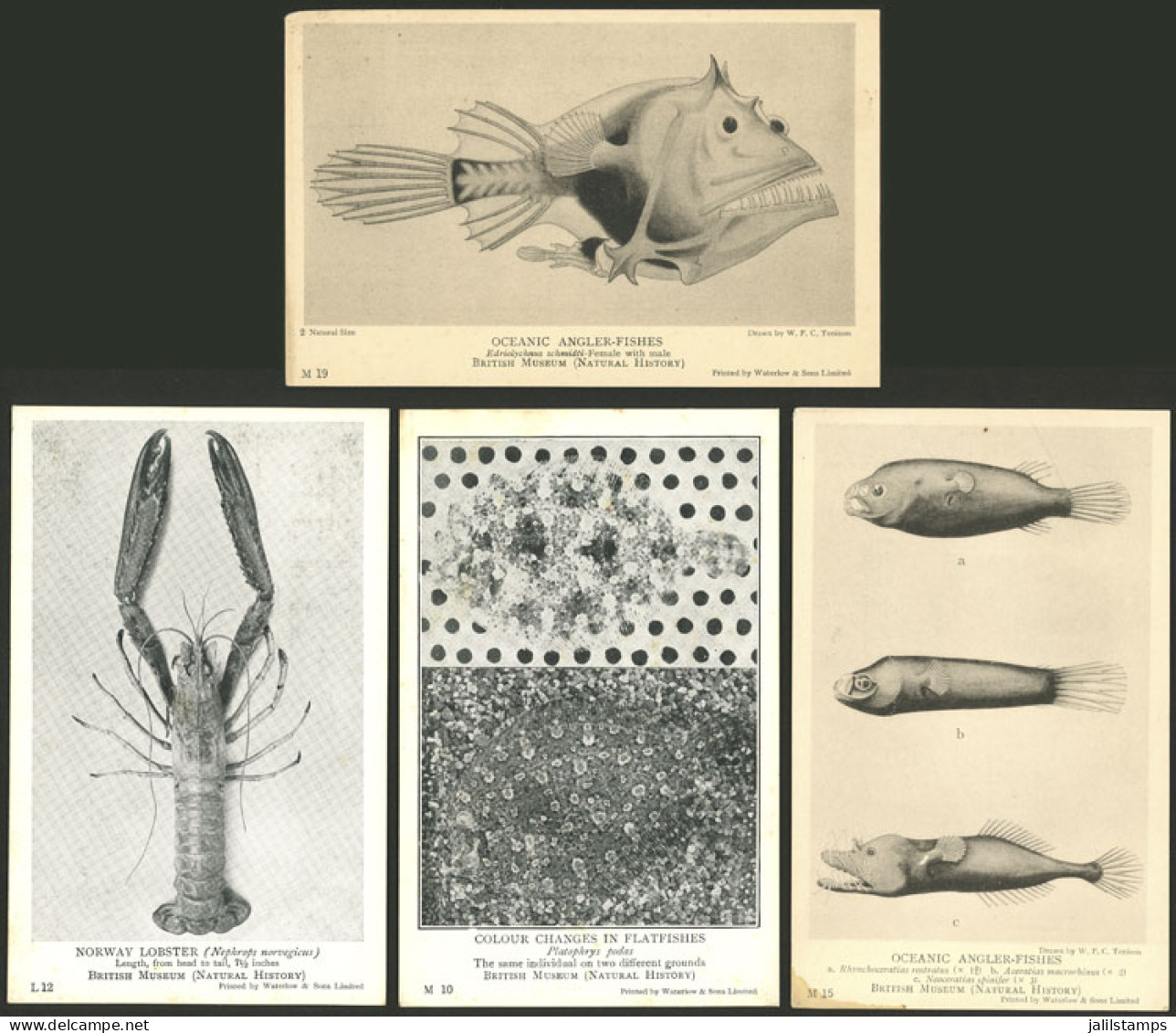 GREAT BRITAIN: 39 Old Postcards With Views Of MARINE FAUNA, Edited By The British Museum, Unused, Very Fine General Qual - Sonstige & Ohne Zuordnung