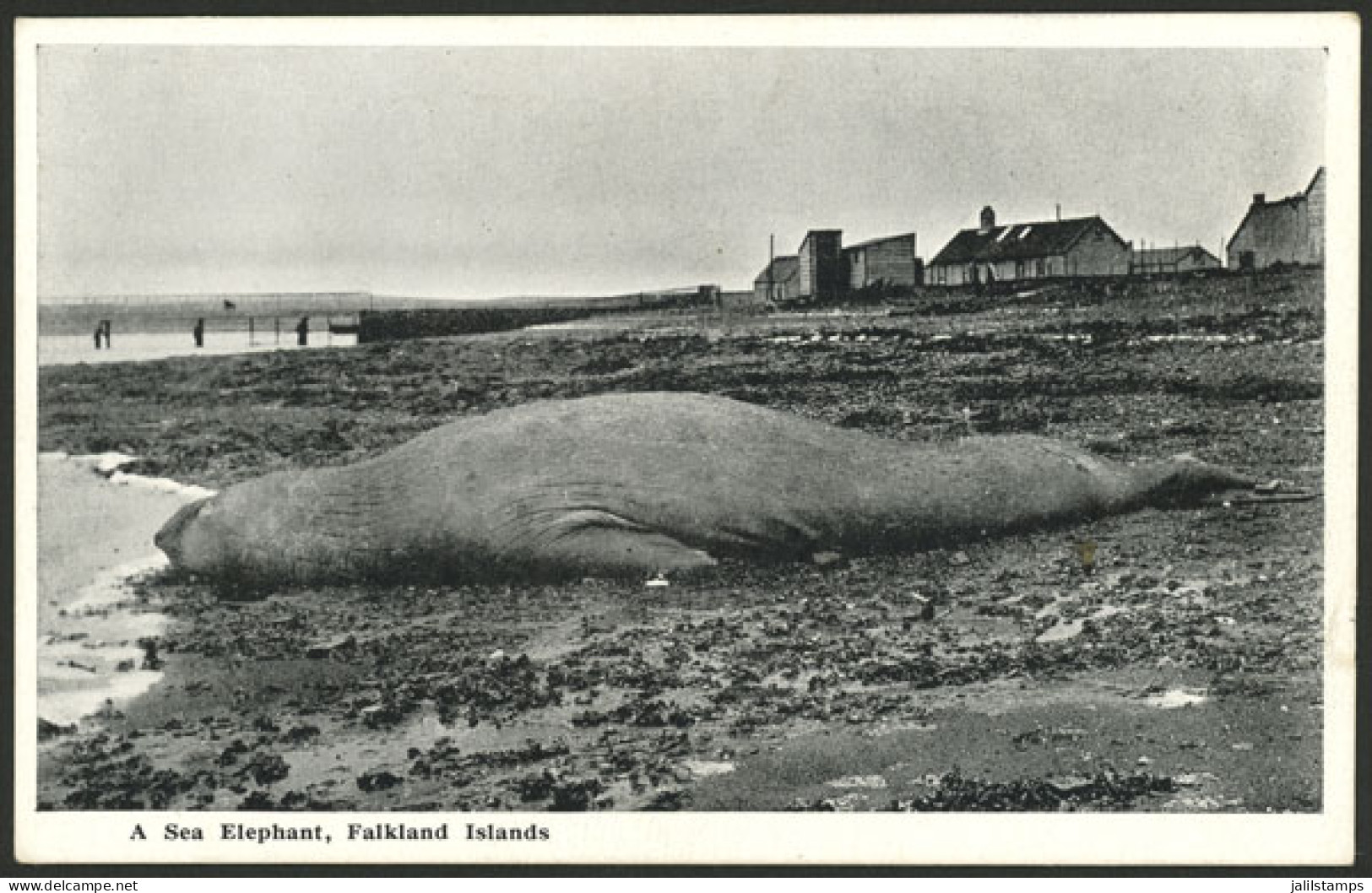 FALKLAND ISLANDS/MALVINAS: Beautiful View With A Giant Elephant Seal And Port Stanley In The Background, Unused, Very Fi - Isole Falkland