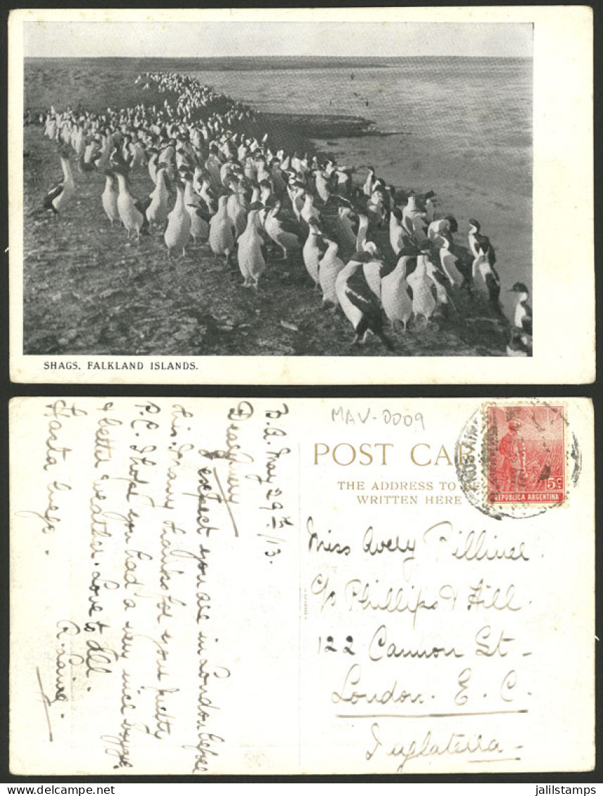 FALKLAND ISLANDS/MALVINAS: Group Of Penguins, Beautiful Postcard Sent From Buenos Aires To England On 29/MAY/1913, Very  - Isole Falkland
