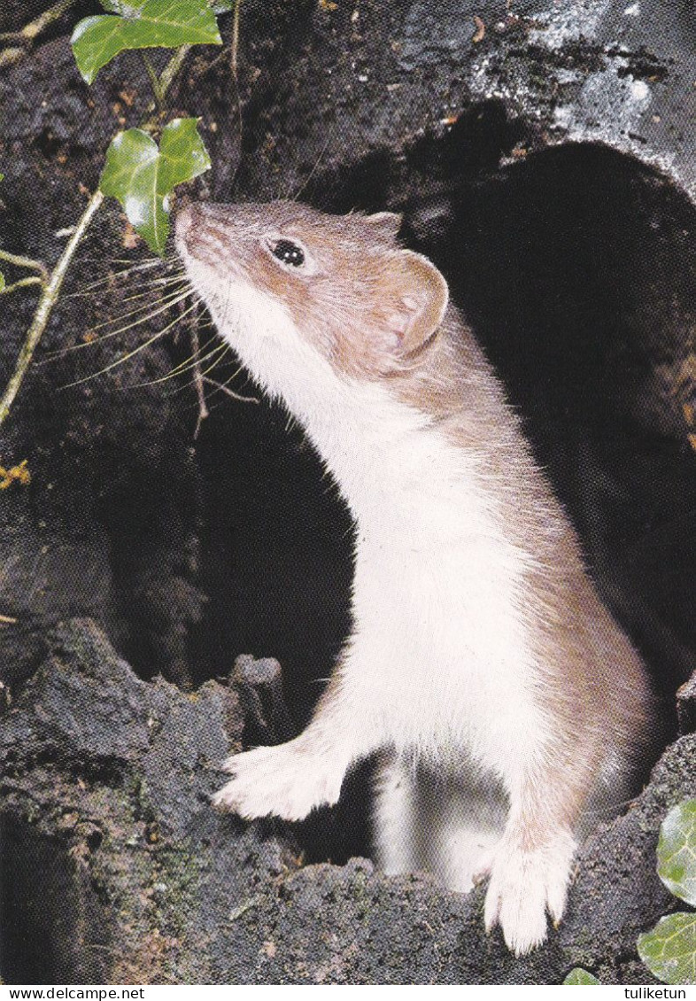 Ermine - Hermine - Hermelijn - Hermelin - Ermellino - Arminho - Armiño - Mustela Erminea - DJH - Andere & Zonder Classificatie