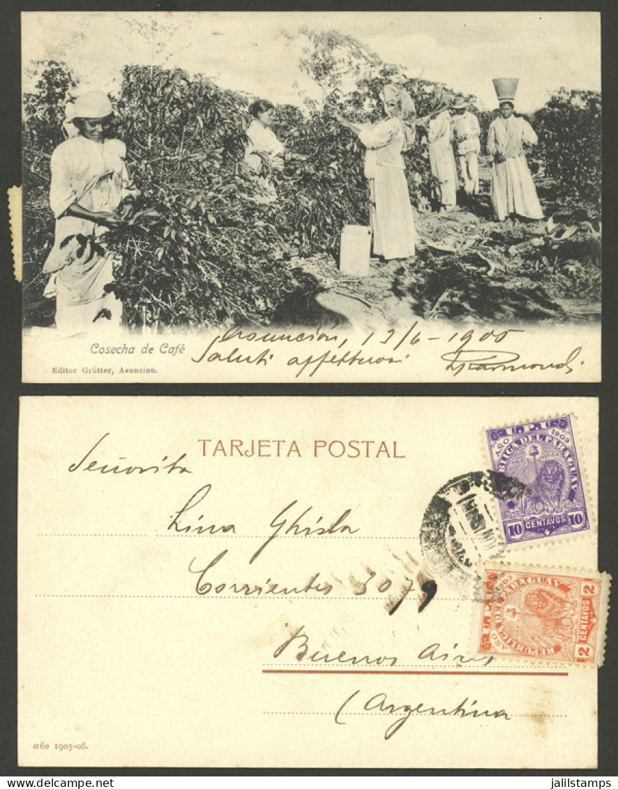 PARAGUAY: COFFEE: Women Harvesting Coffee Beans, Sent To Argentina On 13/JUN/1905 Franked With 12c., Excellent Quality! - Paraguay