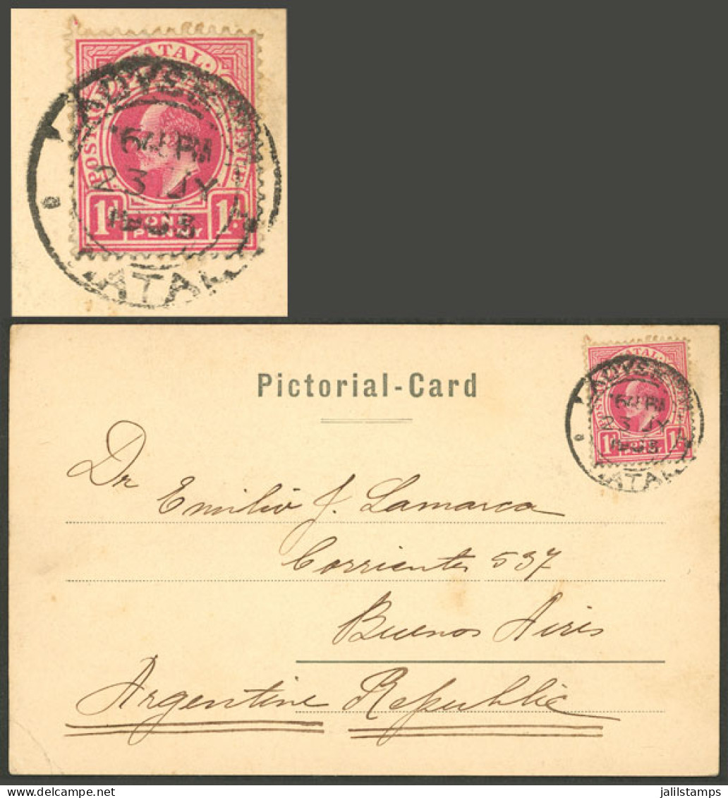 SOUTH AFRICA: 23/JUL/1903 Ladysmith - Argentina, Postcard Franked With 1p. Of Natal, Very Fine Quality, Unusual Destinat - Sin Clasificación