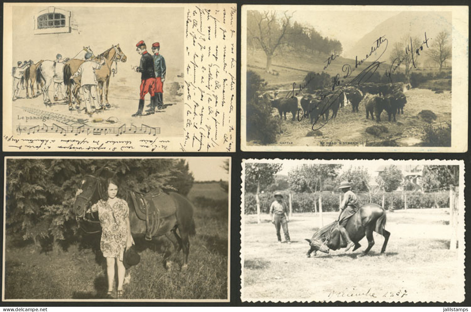 WORLDWIDE: HORSES, CATTLE: 11 Old Postcards Of Several Countries With Very Good Views, In General Of VF Quality. IMPORTA - Chevaux