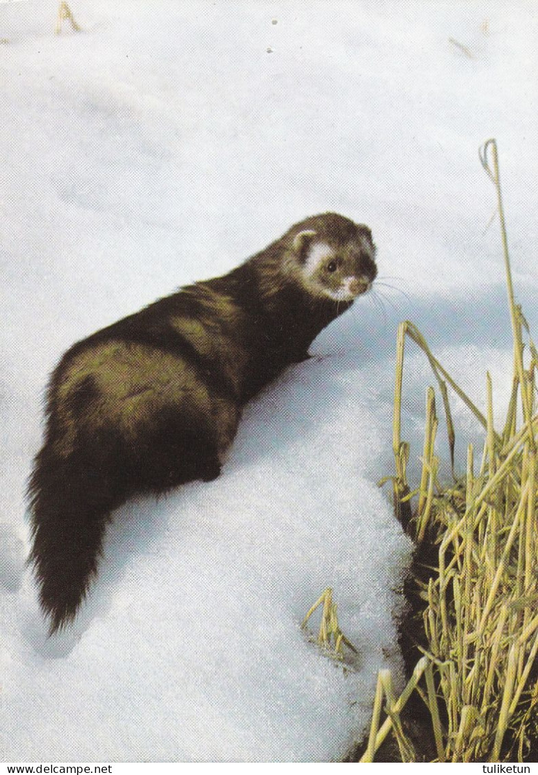 Polecat - Hilleri - Putois - Bunzing - Iltis - Puzzola - Turón - DJH - Andere & Zonder Classificatie