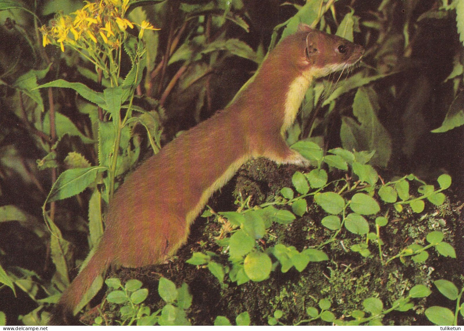 Ermine - Hermine - Hermelijn - Hermelin - Ermellino - Arminho - Armiño - Mustela Erminea - DJH - Autres & Non Classés