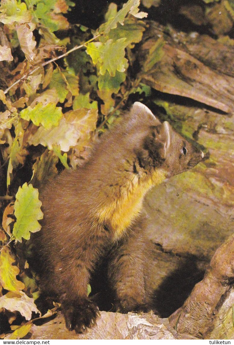 Näätä - Marten - Martre - Marter - Marder - Martora - Marta - DJH - Andere & Zonder Classificatie