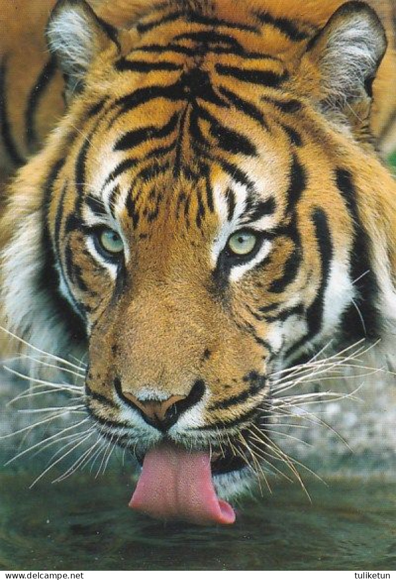 Tiger - Tigre - Tijger - Animal - Animaux - Fauna - DJH - Tigres