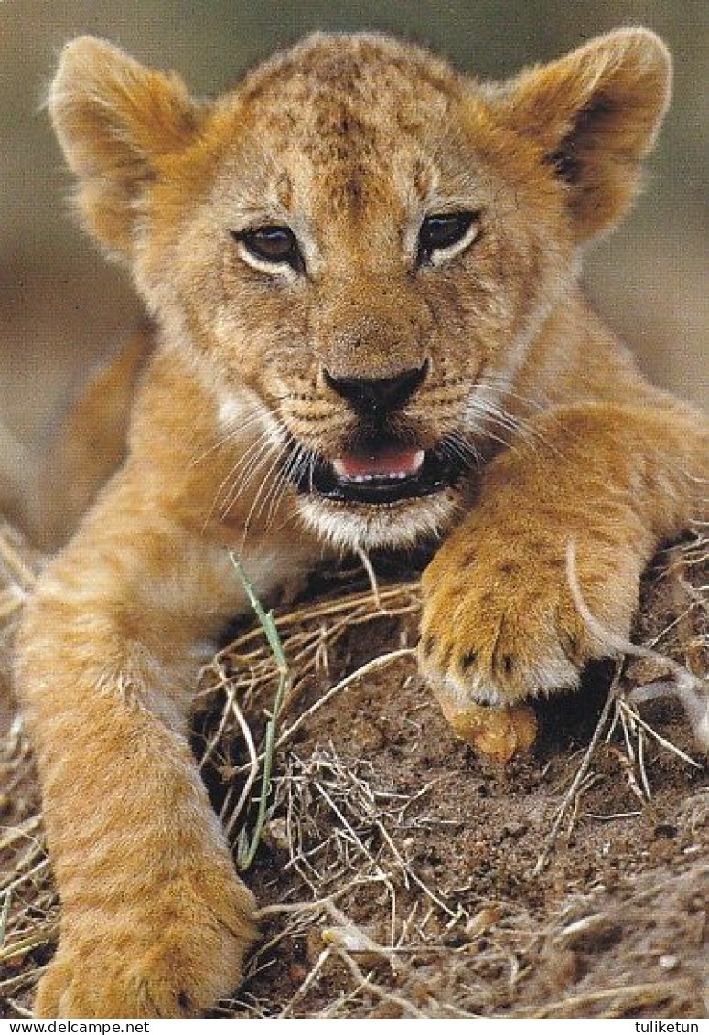 Lion - Leeuw - Löwe - Leone - Leão - León - Animal - Animaux - Fauna - Faune - DJH - Leones