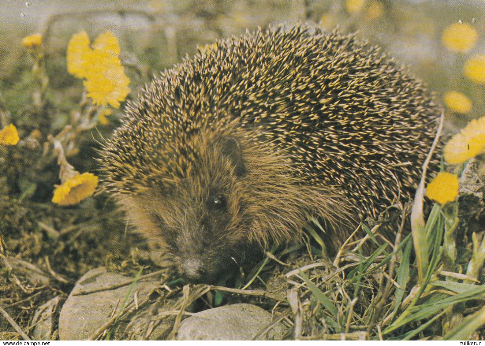 Hedgehog - Egel - Igel - Hérisson - Riccio - Ouriço - Erizo - Animal - Fauna - DJH - Chiens