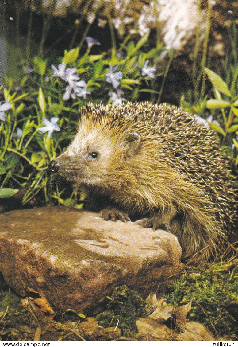 Hedgehog - Egel - Igel - Hérisson - Riccio - Ouriço - Erizo - Animal - Fauna - DJH - Perros